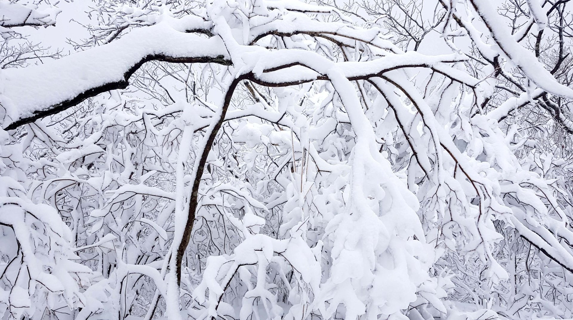 울산 가지산 설경