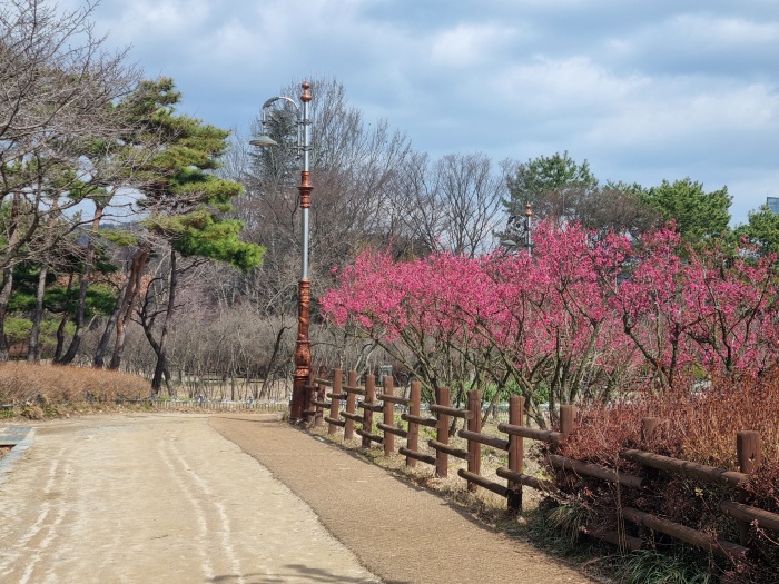 홍매화