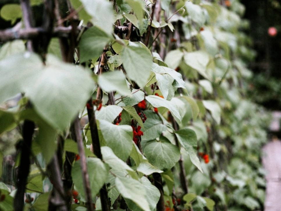 강낭콩키우기 싹틔우기 떡잎 본잎 2