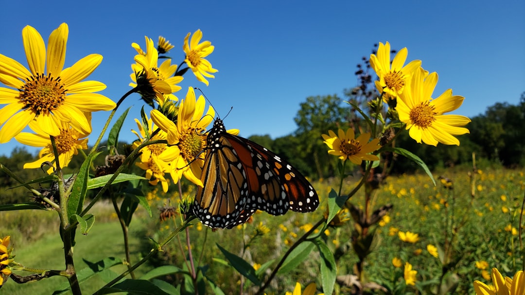 Jerusalem artichoke