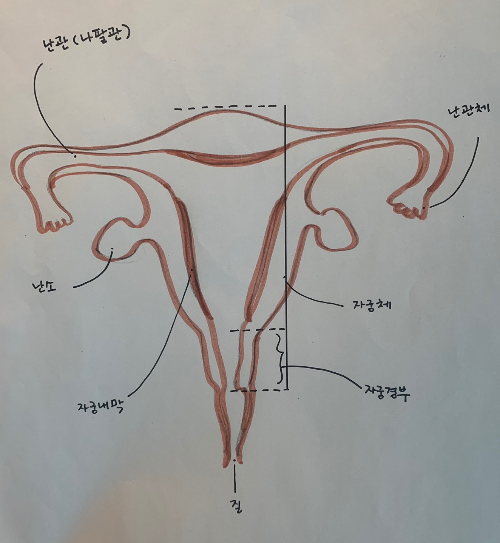 자궁 구조 및 자궁 건강