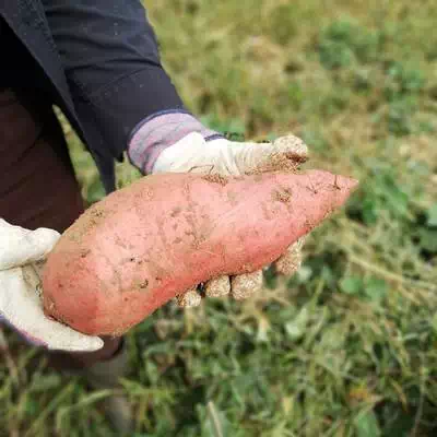 고구마
