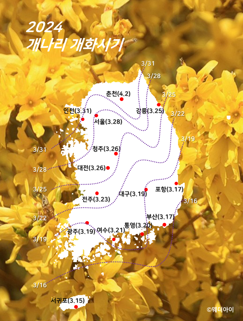 개나리 개화 시기 2024