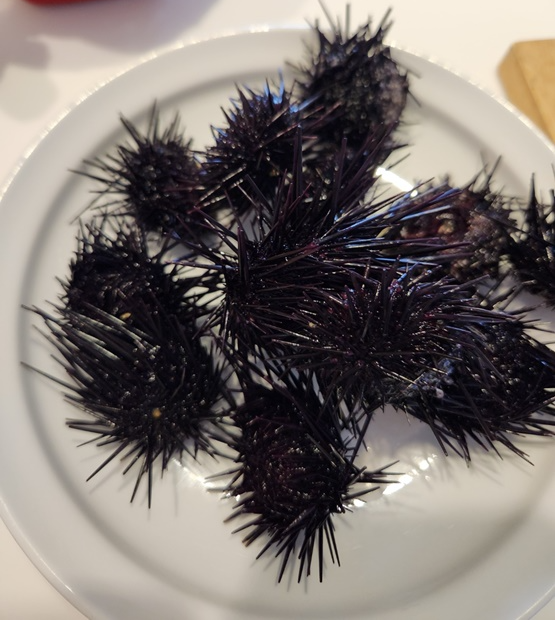 성게