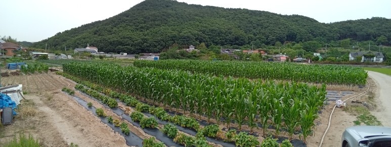 포항토지매매 국당리 전원주택, 농막, 주말농장_토지 매매