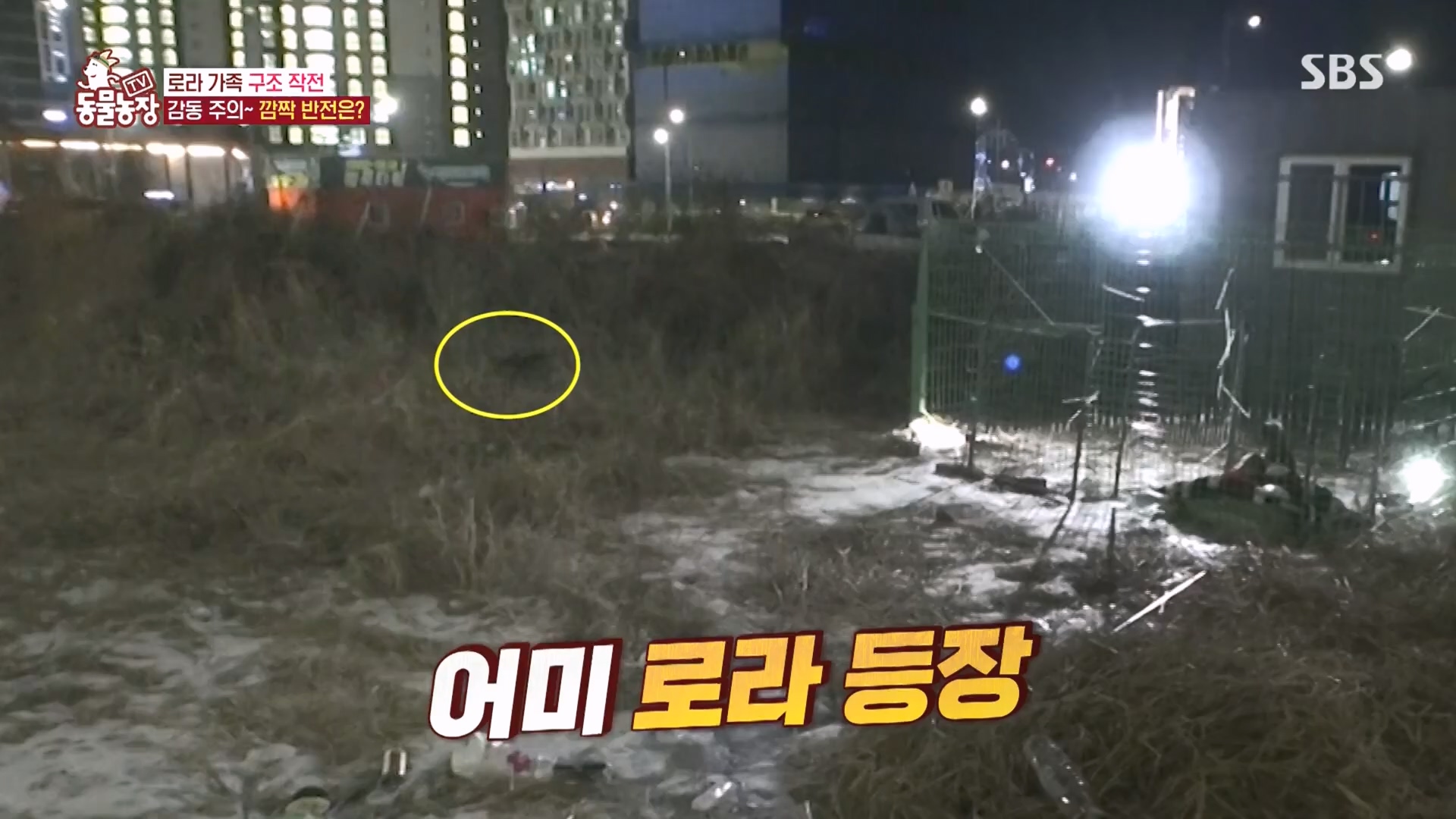 TV 동물농장.E1160.240225p.H264-F1RST.mp4_20240225_165122.750.jpg