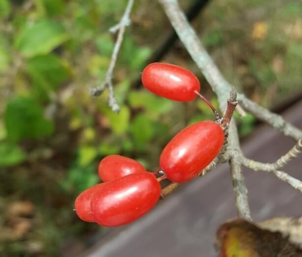 산수유 과육 사진