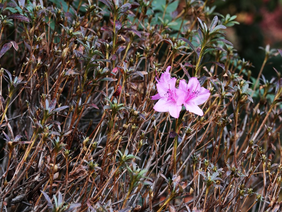 봄에피는꽃이-초겨울에피고있는-철쭉나무꽃