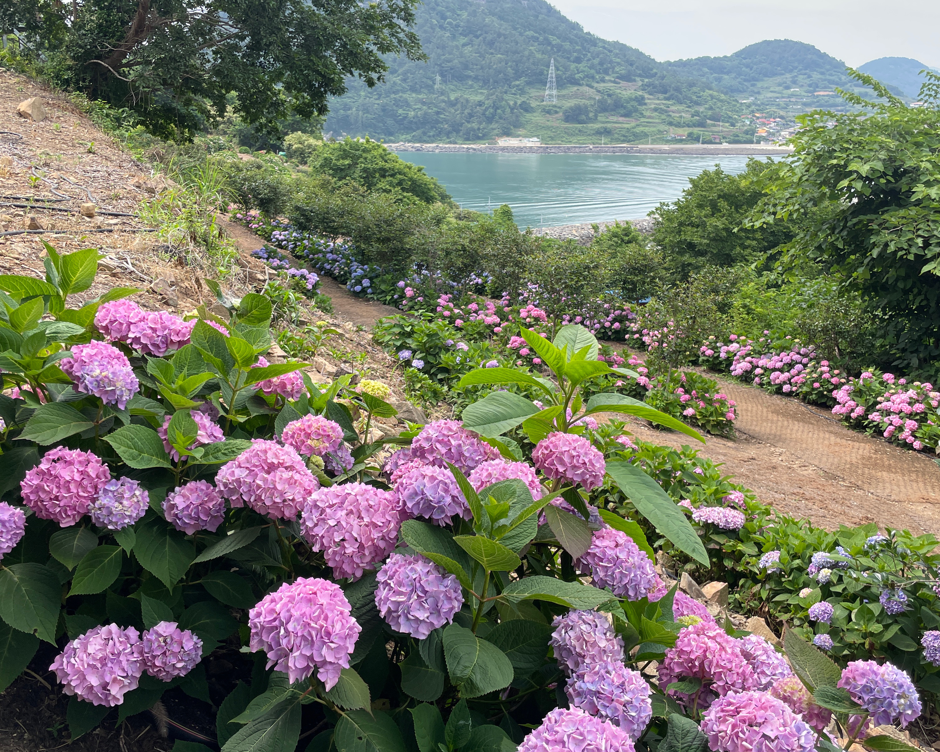 고흥쑥섬여행
