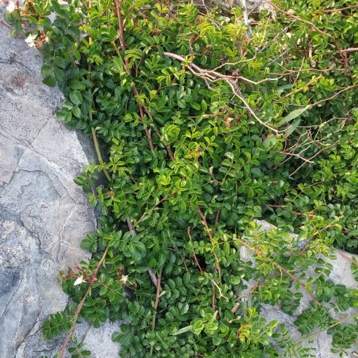 돌가시나무-잎파리-사진