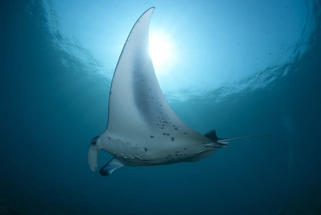 만타가오리(Manta Ray): 바다의 거대한 날개