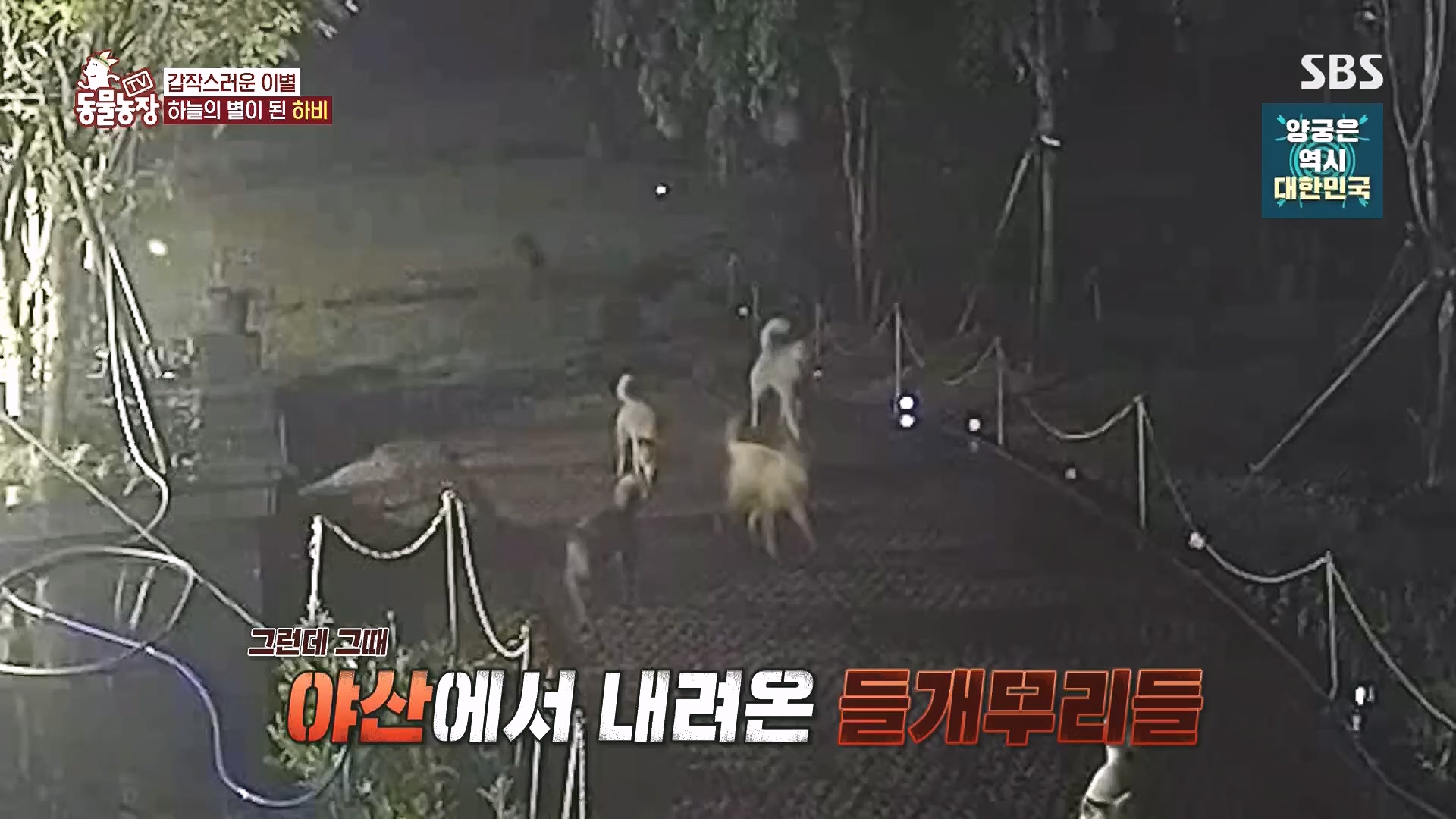 TV 동물농장.E1182.240728p.H264-F1RST.mp4_20240728_152524.189.jpg