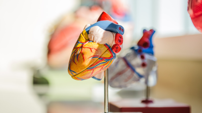 Basics of Human Anatomy and Physiology 10