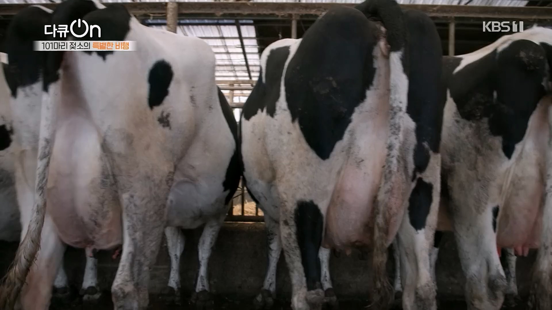 다큐 On.E184.230203p.H264-F1RST.mp4_20230211_175644.680.jpg