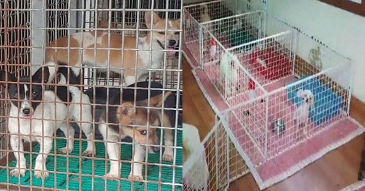  전남의 한 유기동물보호소에서 일어난 역대급 사건..