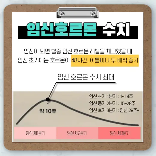임신-초기-10주-까지-임신-호르몬-수치-48시간-기준-두배-증가