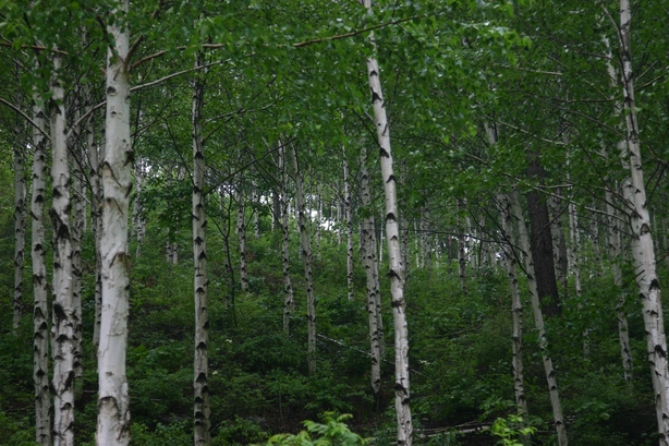 복주산자연휴양림