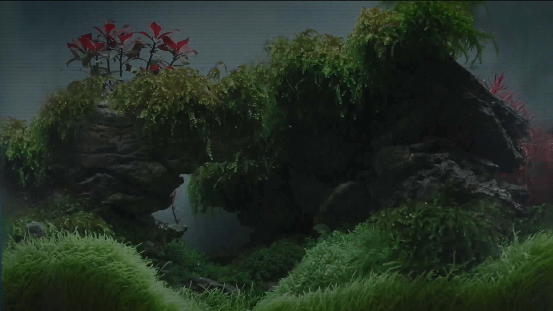 [극한 직업] 수조 조경.mp4_20230822_210719.561.jpg