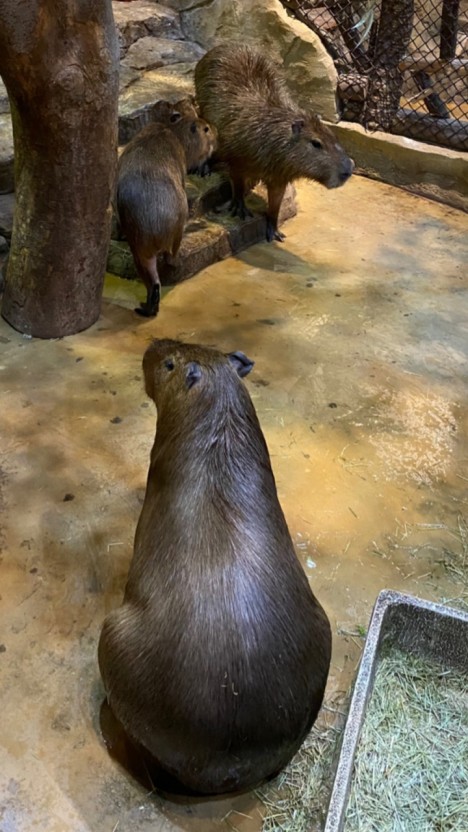 Zoolung Zoolung