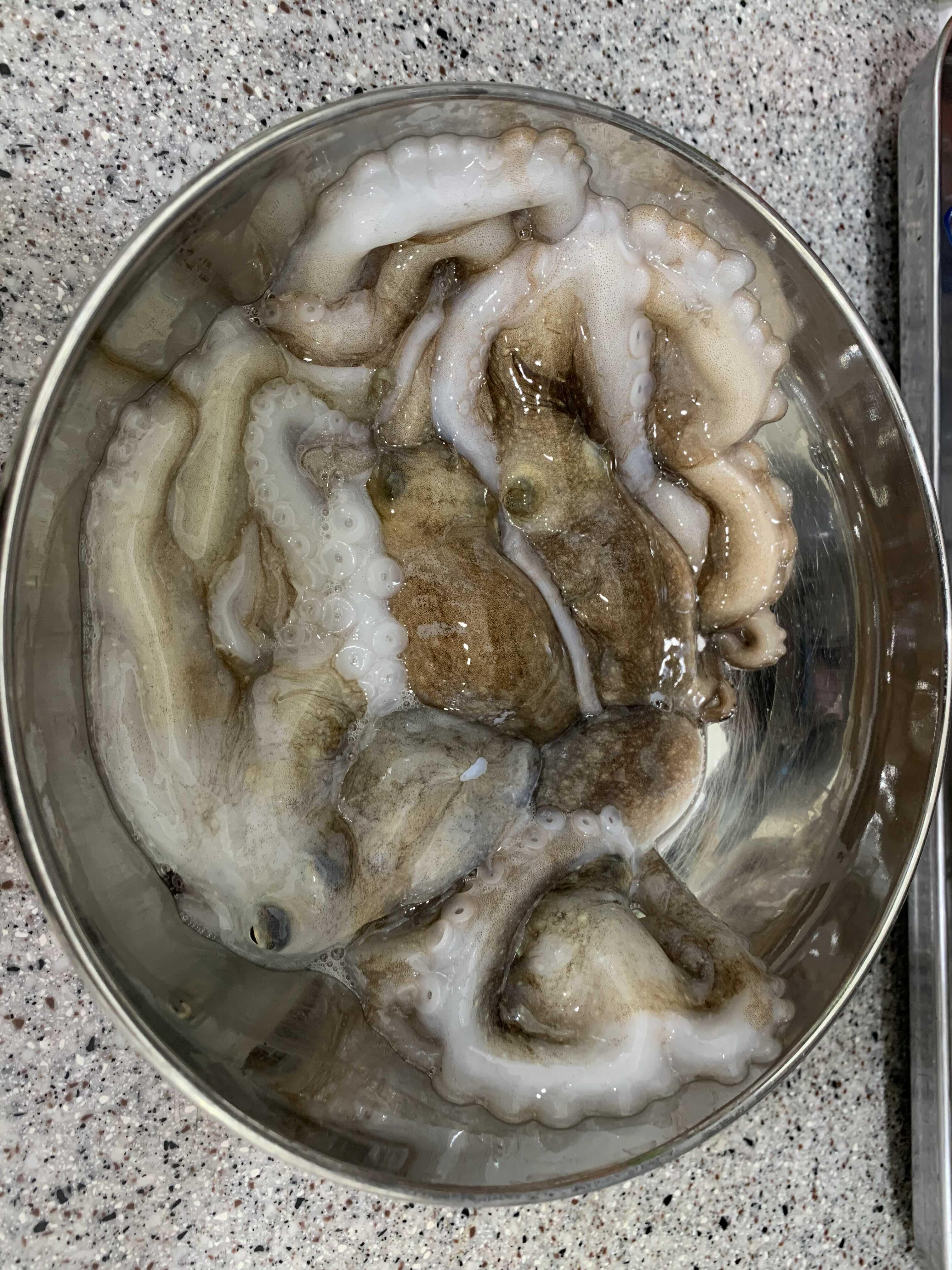  난생처음 해 본 산낙지 회 탕탕이 손질법