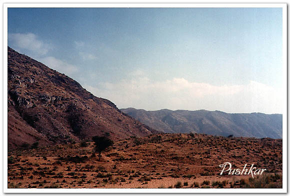 잡풀이-무성한-푸쉬카르-사막전경