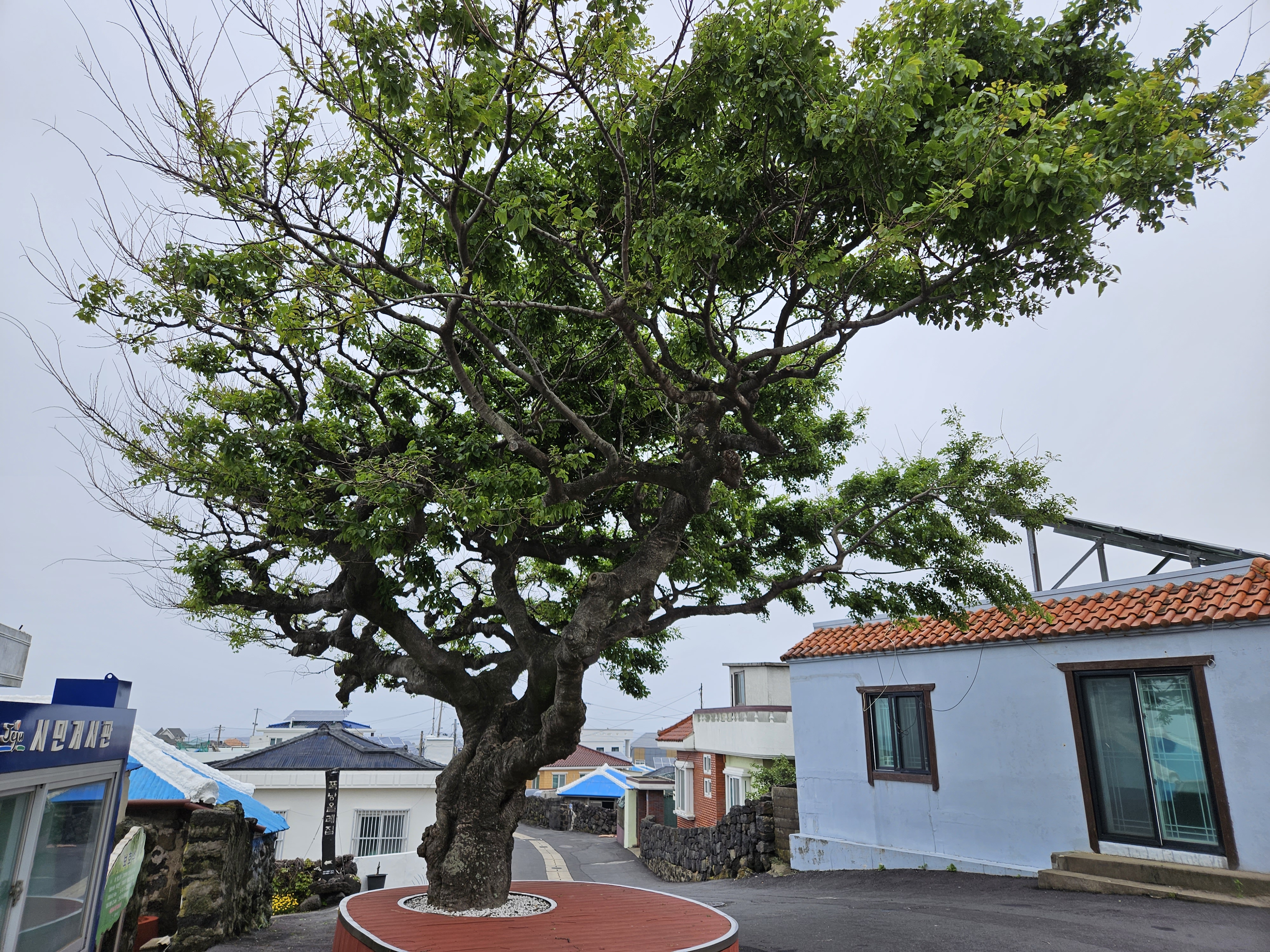 제주 올레길 19코스 - 조천만세동산, 함덕해수욕장, 서우봉 , 너븐숭이 4.3기념관, 북촌리 - 휴식같은 여행으로의 초대 이미지