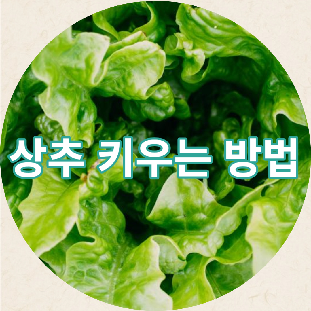상추키우는방법