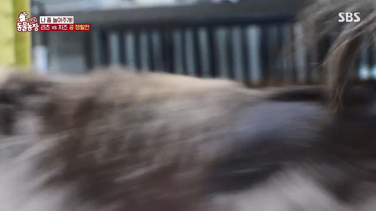 TV 동물농장.E1174.240603p-NEXT.mp4_20240602_155735.863.jpg