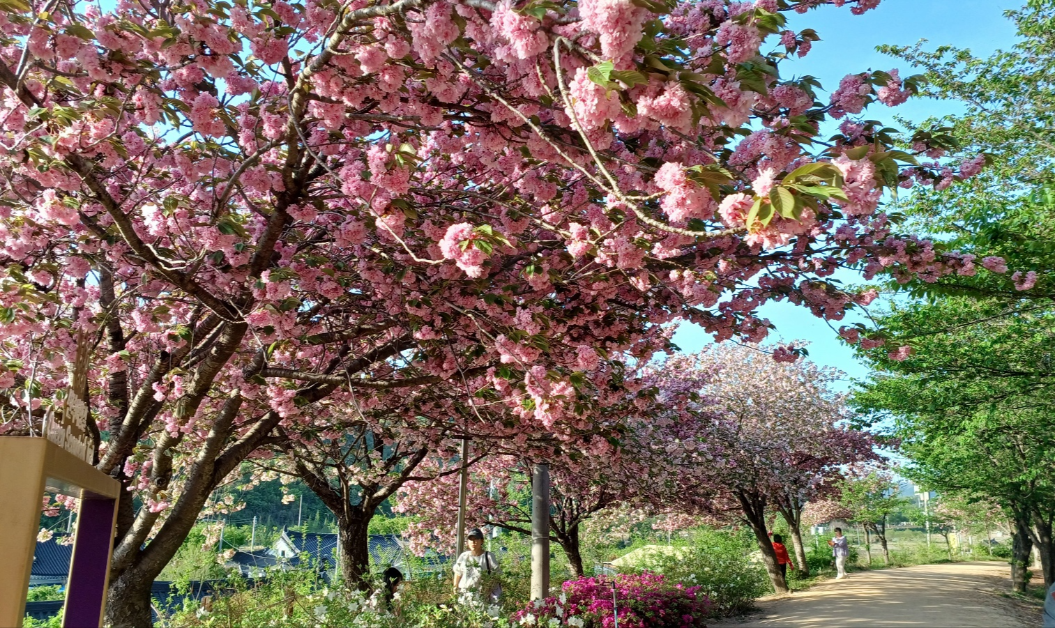 선덕여왕길 겹벚꽃12