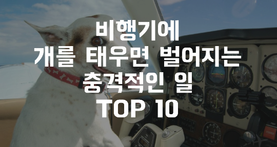  비행기에 개를 태우면 벌어지는 충격적인 일 TOP 10