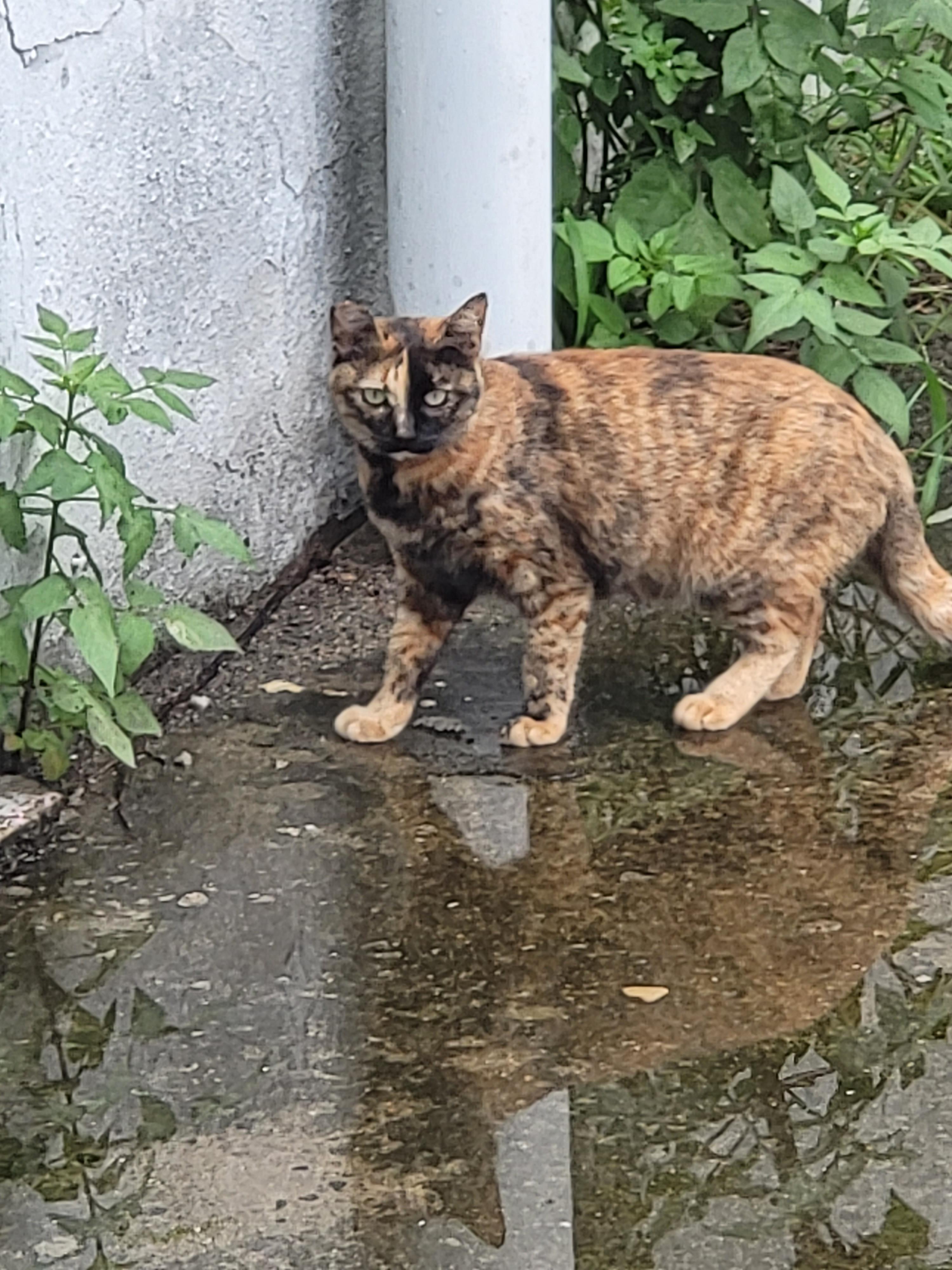  우리 공방 옆에 길고양이~ 무늬가 호랑이 무늬에요~