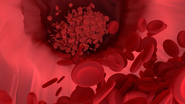 백수오 효능-혈액순환 개선