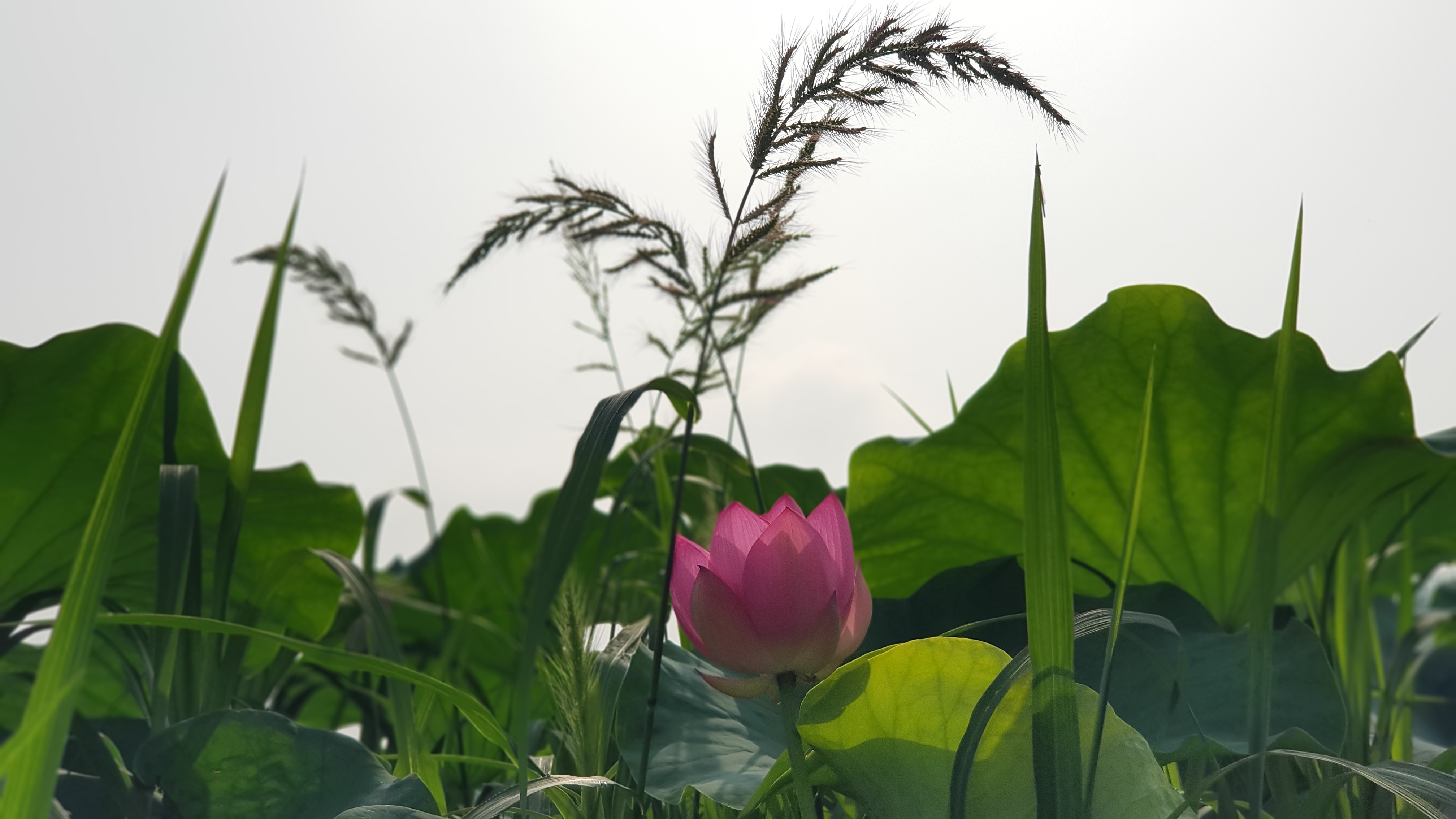 전주 덕진공원 연꽃