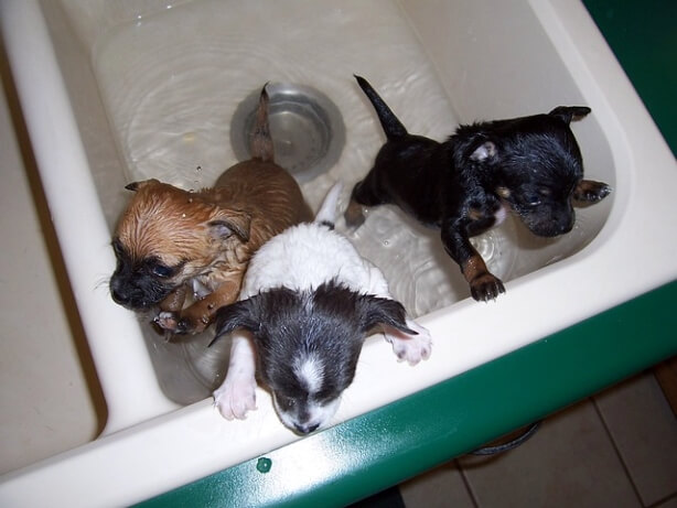 강아지목욕주기_강아지목욕