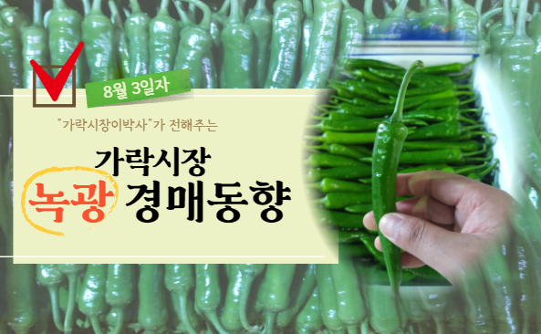  [경매사 일일보고] 8월 3일자 가락시장 녹광 경매동향을 살펴보겠습니다!