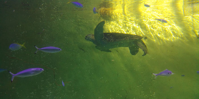 토바-수족관에서-사육하는-바다거북이-수족관-내에서-수영하며-지나가는-모습을-찍은-사진