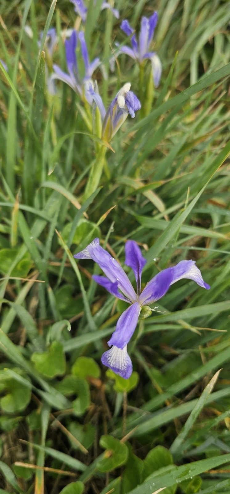 해변에서 본 아이리스 꽃 6