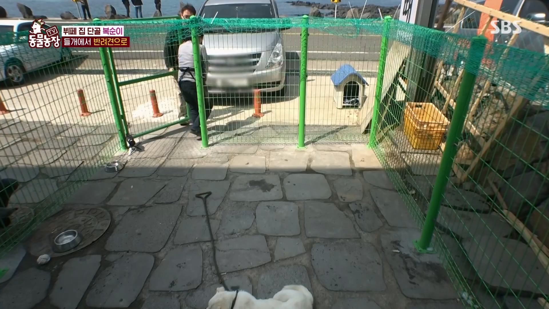 TV 동물농장.E1116.230416p.H264-F1RST.mp4_20230418_194204.459.jpg