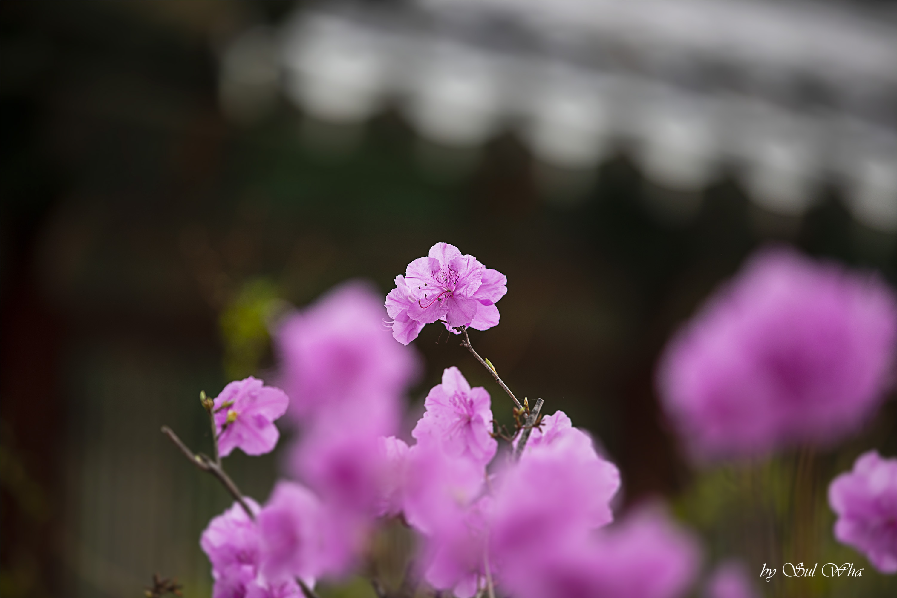 (창덕궁 만첩홍매화) ​​2023년 3월 28일 See More 11