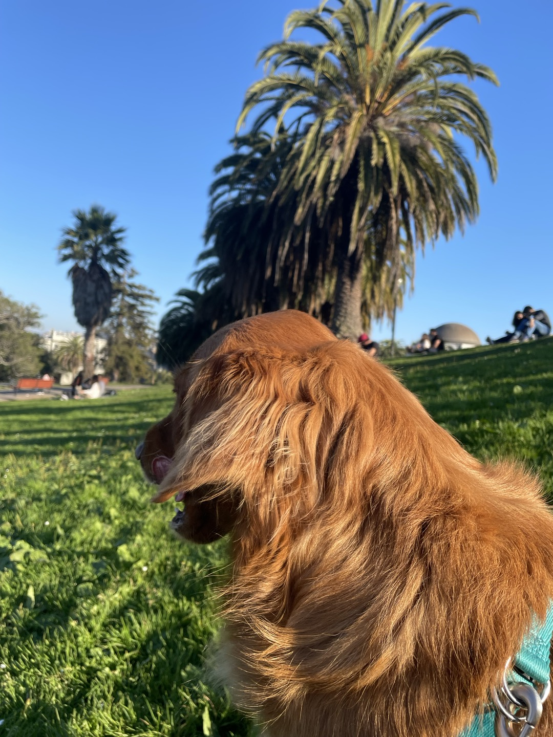 Golden Retriever Dog walking at Dolores park