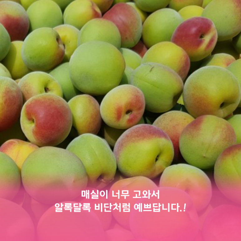 매실남녀 수확기 계절가격정보 2021 홍매실매장소 3