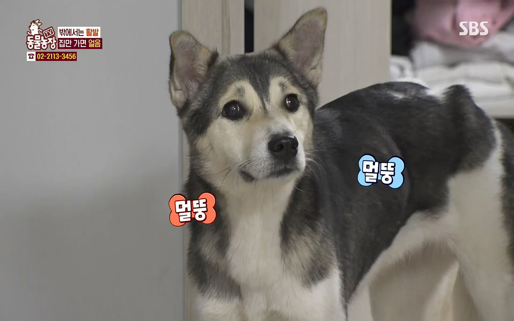 TV 동물농장.E1066.220424p.H264-F1RST.mp4_20220424_201017.480.jpg