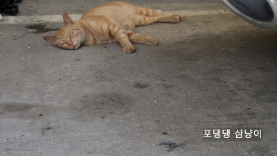 바닥에-누워서-눈감고-자고-있는-고양이.