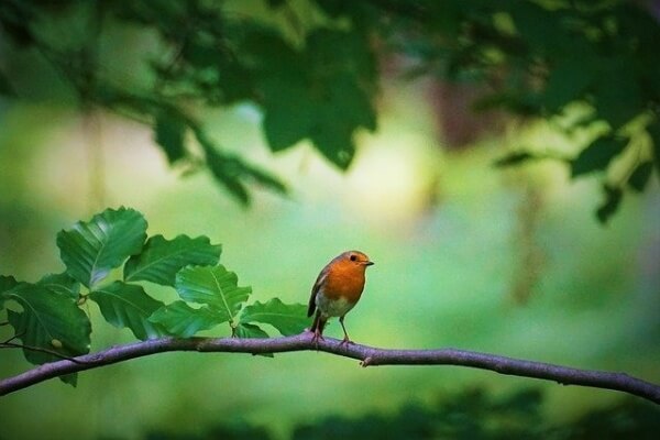 나뭇가지 위에 작은 새가 있는 모습