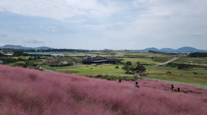 핑크뮬리밭과 넓은 들판 모습