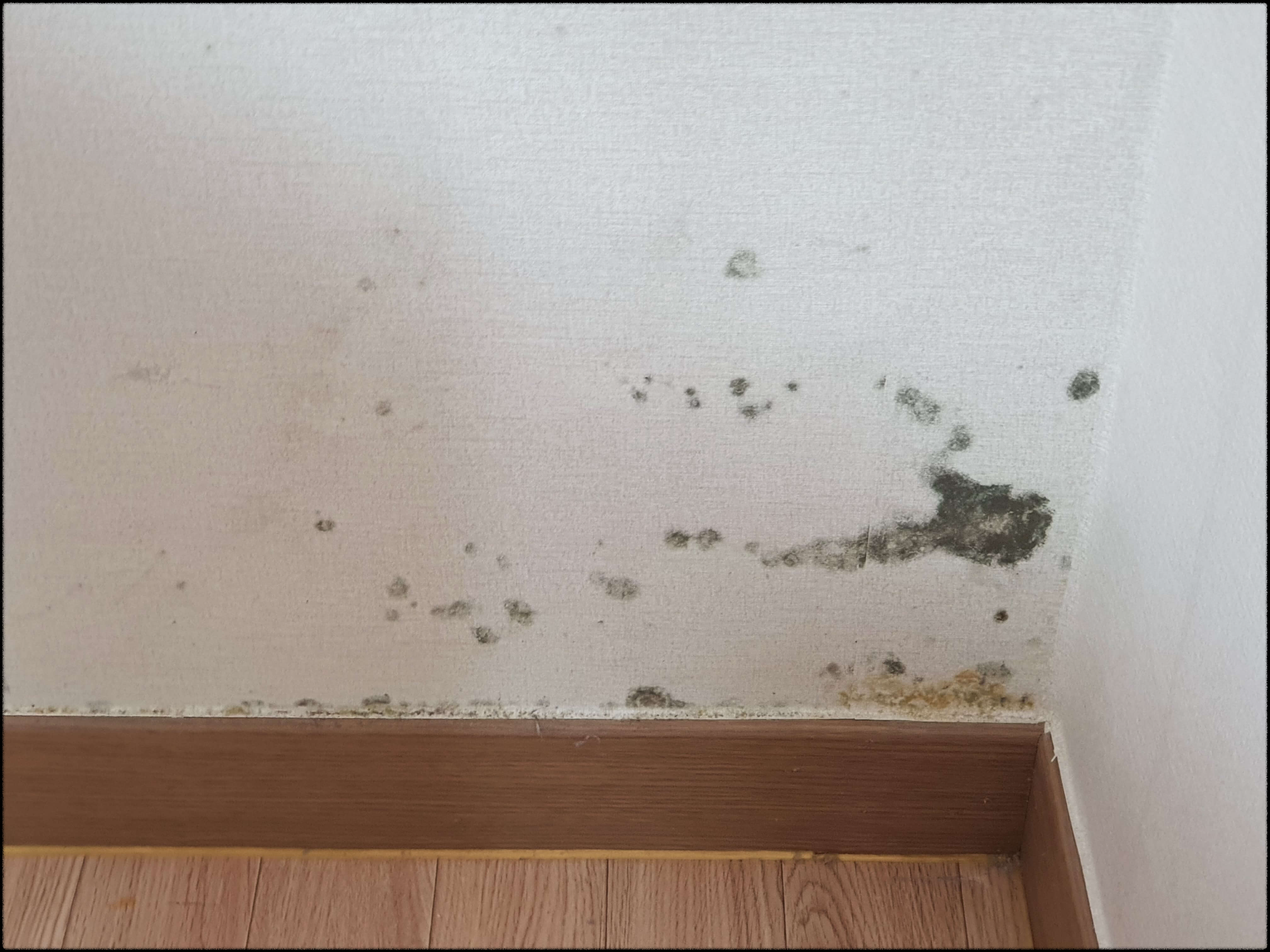 방 벽면에 발생한 곰팡이 사례