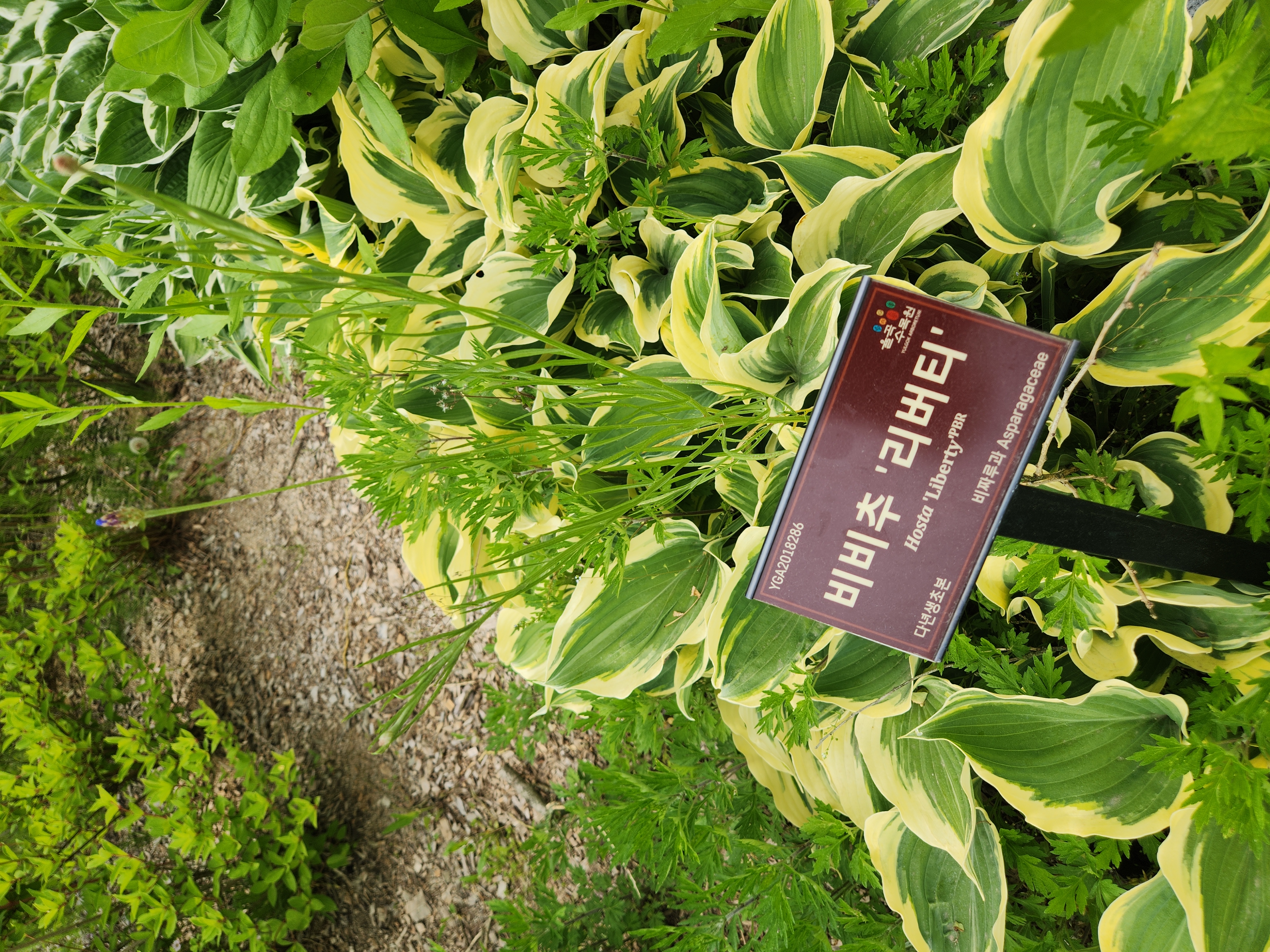 리버티 이미지