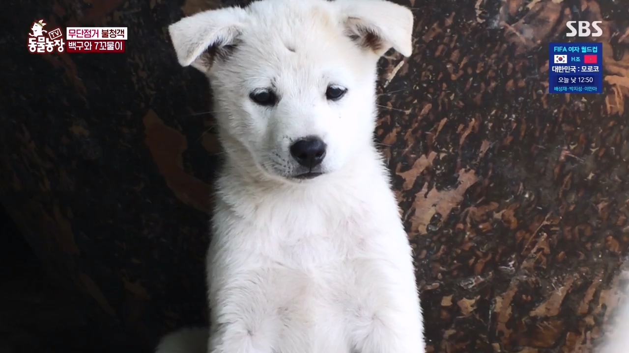 TV 동물농장.E1131.230731p-NEXT.mp4_20230730_190935.614.jpg