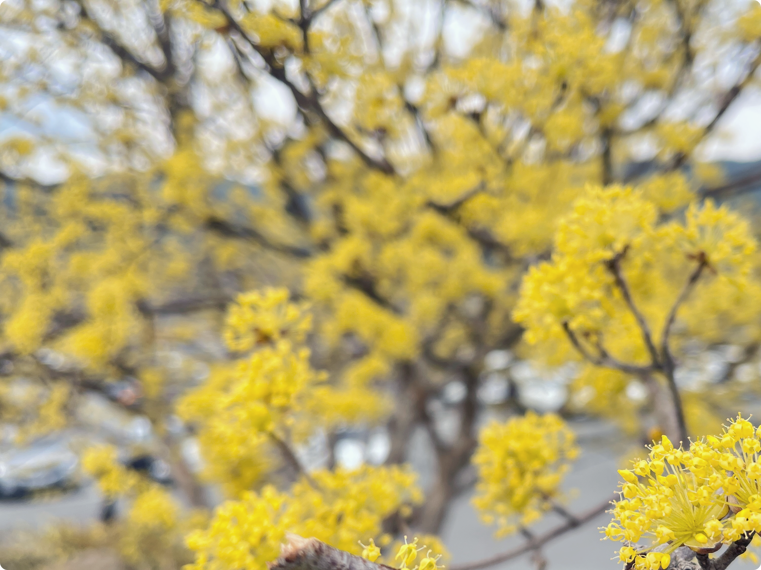 산수유-효능