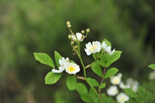  찔레나무 찔레뿌리 효능 먹는법 부작용